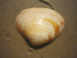 Callista chione ; Diam : 7 cm