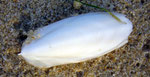 Céphalopodes : os de seiche. Long : 15 cm
