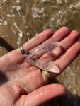 Sabot de Venus (Cymbulia peronii) : reste de gastéropodes flottant que l'on peut retrouver par milliers sur les plages à la sortie de l'hiver (photo, Julie Perez)