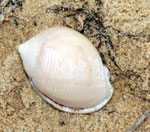 Cassis saburon : se nourrit d'oursins. Long : 7 cm