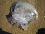 Cnidaires : méduse (Rhizostoma ?). Diam : 50 cm