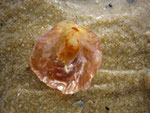 Anomia elphidium. Bivalve fixé, souvent sur d'autres mollusques