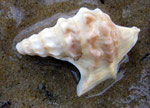 Aporrhais pes pelecani : comme les turritelles, vit enfoncé (endobionte) et filtre les particules. Long : 5 cm