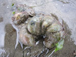 Crepidula fornicata (espèce invasive filtreuse formant des colonies avec étagement des sexes). Long d'un individu : 5 cm
