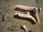 Echinodermes : Synapte (Leptosynapta inhaerens ?) Peut atteindre 60 cm de long. Comme beaucoup, Il s'automutile dés sa capture et émet des jets d'eau