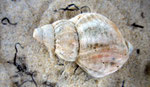 Buccinum undatum (bulot) : carnivore surtout mangeur de bivalves. Long : 8 cm