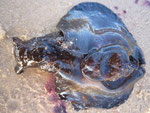 Aplysia fasciata (lièvre de mer) appelé aussi "pisse-vinaigre" : stressé (comme la seiche) il émet un liquide violet