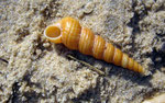 Turritella communis : vie dans la vase et filtre. Long : 6 cm