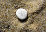 Echinides : Echinocyamus (test de petit oursin). Diam : 1 cm