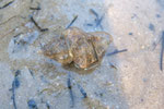 Ocenebra erinaceus (cormaillot) : carnivore, perceur de bivalves ; 3 cm