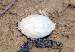 Crustacés : carapace de Corytses, famille de l'araignée de mer ; 3 cm
