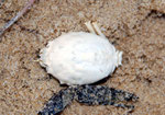 Crustacés : carapace de Corytses, famille de l'araignée de mer ; 3 cm