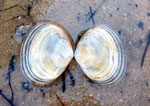 Scrobicularia plana : 4 cm