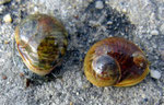 Cyclope neritea (espèce invasive). Diam : 1 cm : plutôt charognard. Nasse et cyclope sont trés fréquent sur la plages sablo-vaseuses et jouent le rôle de nettoyeurs. Diam : 1,5 cm