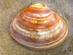 Spisula solida (mactre épaisse). Diam : 4 cm