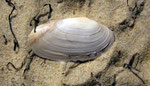 Lutraria lutraria. Fonds plutôts vaseux. Long : 10 cm