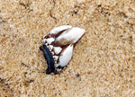 Crustacés cirripède : Pousse-pieds (Pollicipes pollicipes). Plutôt une espèce de rochers battus en pleine mer (petits îlots bretons). haut. 5 cm
