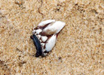 Crustacés cirripède : Pousse-pieds (Pollicipes pollicipes). Plutôt une espèce de rochers battus en pleine mer (petits îlots bretons). haut. 5 cm
