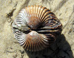 Bivalves : Bucarde (Acanthocardia tuberculata). Diam. 7 cm