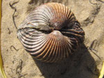 Acanthocardia tuberculata (bucarde). Trés beau manteau rouge-orange