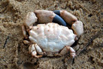Crustacés : carapace de Xantho incisus. Long : 9 cm
