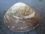 Mactra glauca. Diam : 8 cm
