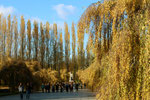 © Helga Karl. Sowjetisches Ehrenmal Treptower Park, Menschen, Hintergrund Statue "Mutter Heimat", umgeben von Pappeln mit herbstlich-goldenen Blättern. Foto: Helga Karl