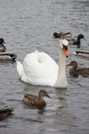 Schwan, Wasservögel schwimmen auf dem Karpfenteich im Park Schloss Charlottenburg. Foto: Helga Karl