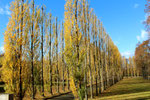 © Helga Karl. Sowjetisches Ehrenmal Treptower Park, Parallele Reihen von Pappeln mit Herbstlaub