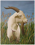 "Ziegenbock"  50 x 40 cm