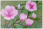 "Magnolien IV"  20 x 30 cm