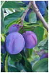 "Pflaumenbaum"  60 x 40 cm (verkauft)