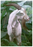 "Ziegenbock"  70 x 50 cm (verkauft)