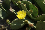 Cactus Blüte