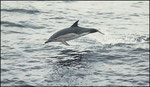 Dauphin commun, Common Dolphin