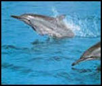 Dauphin à long bec, Long beack Dolphin