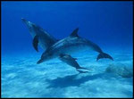 Dauphin tacheté, Spotted Dolphin