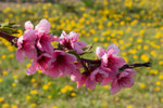 Mirabellenblüten