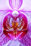 Orchidee