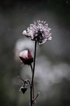 Bettina Schmidt - Regenblume
