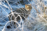 Wildkatze im Schnee