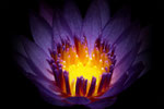 Lotusblüte