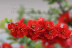 Traum in Rot
