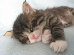 chaton mâle de la portée A (Anatol Sibelle*Pl vel Raspoutin)