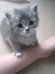chaton mâle de la portée A (Aribo Sibelle*Pl)