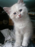chaton femelle de la portée A (Arabica Sibelle*Pl vel Mazurka)