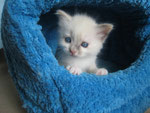 chaton femelle de la portée A (Amica Sibelle*Pl)