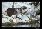 © Objectif Loutres - Stéphane Raimond - La loutre d'Europe sentant le passage d'une autre loutre