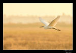  Objectif Loutre - Stéphane Raimond -aigrette garzette