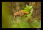 © Objectif Loutres - Stéphane Raimond - Les chevreuils